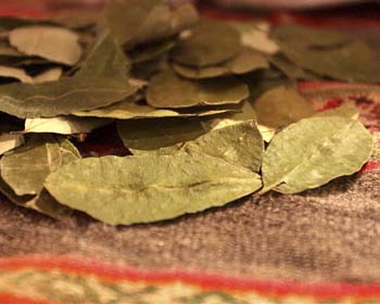 La feuille de coca sacrée des Incas